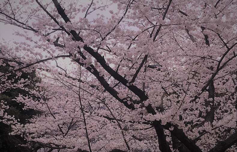 飛鳥山公園の桜開花状況