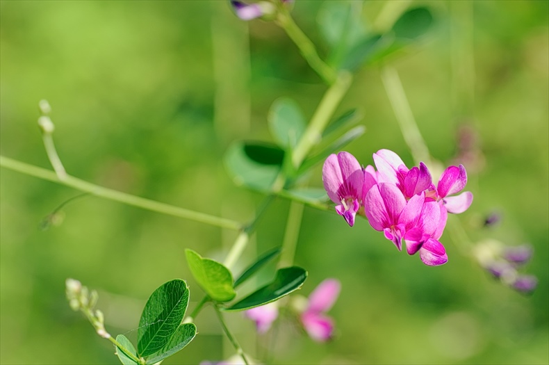 秋といえば ランキング 秋のもの 味覚 行事 花 イメージ 風物詩 22年 Anthology 秋といえば ランキング 秋のもの 味覚 行事 花 イメージ 風物詩 22年 Anthology