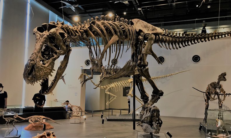 長崎恐竜博物館ティラノサウルスの骨格標本