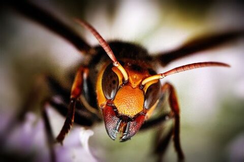 日本のスズメバチ種類の見分け方　危険度と巣の駆除方法