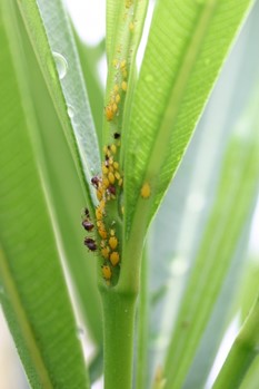 コーヒーの効果 アブラムシ ハダニ駆除 調べてわかった残念な真実 Anthology