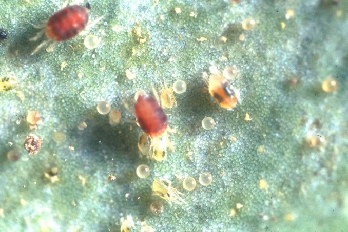 コーヒーの効果 アブラムシ ハダニ駆除 調べてわかった残念な真実 Anthology