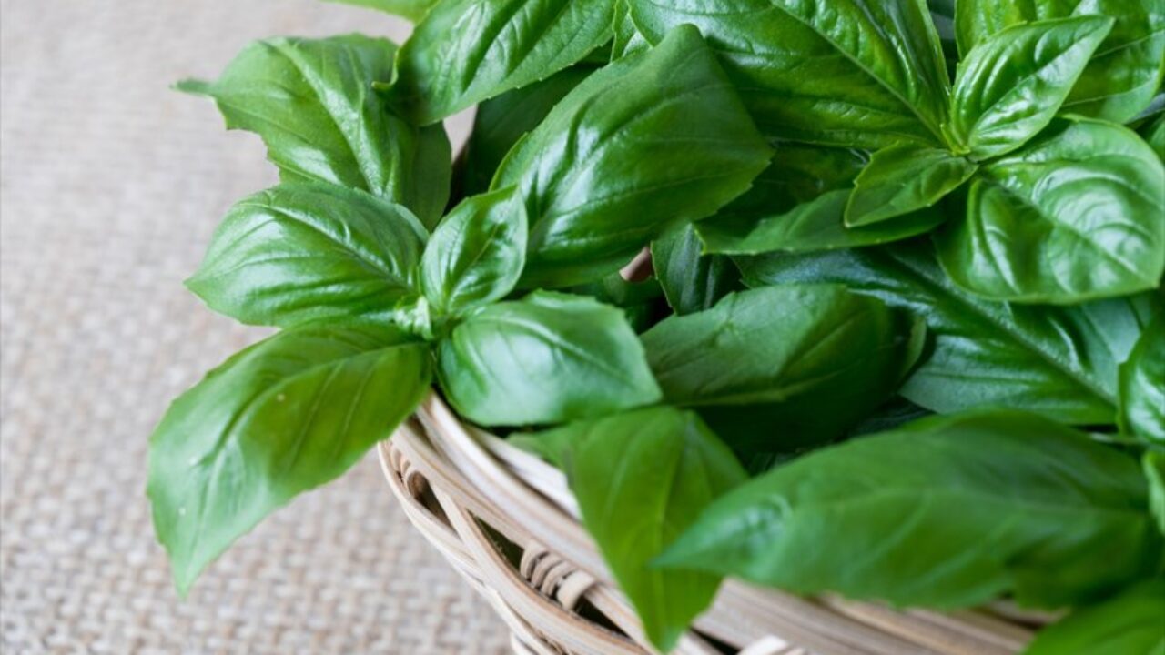 バジルの害虫と虫除けは万全 バジルの病気と栽培のポイントも Anthology