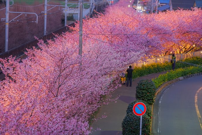 三浦海岸河津桜過去の開花と見頃