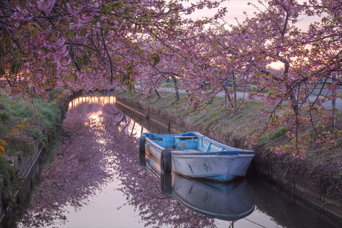 夕暮れも美しい河津桜ロード
