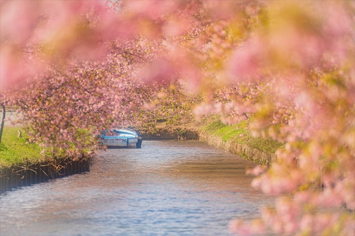 河津桜リフレクションの美しさ