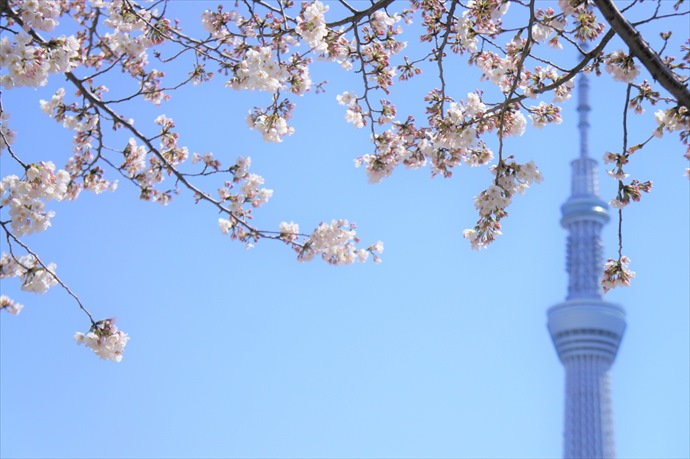 墨田公園の桜2023開花・見頃・満開はいつ