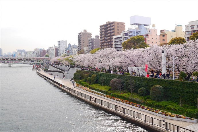 隅田公園の桜　お花見におすすめの場所