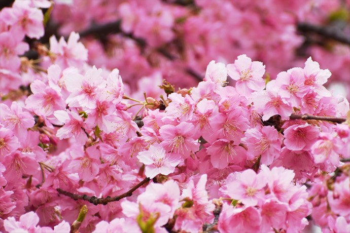 代々木公園満開の河津桜