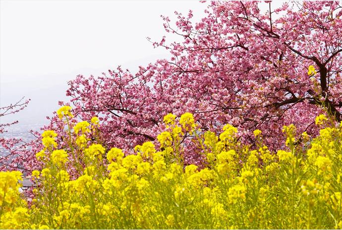 松田町の河津桜の開花状況と見頃