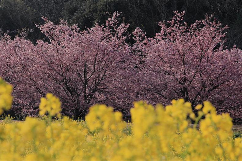 東大山の河津桜2023の見頃と開花状況