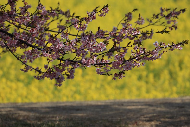 東大山の河津桜の見頃と開花状況