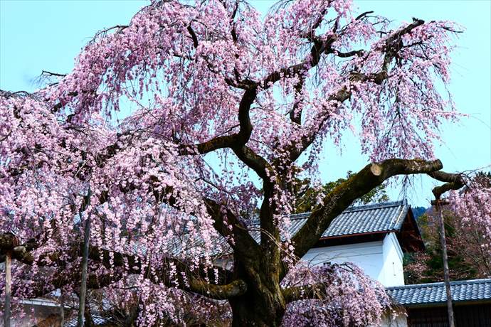 京都の桜名所2023年の開花状況と見頃 醍醐寺の桜