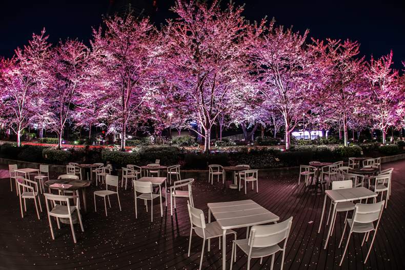 東京ミッドタウンの夜桜2023ライトアップ期間はいつからいつまで