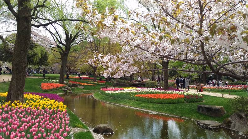 昭和記念公園の桜2023開花・見頃・満開はいつ