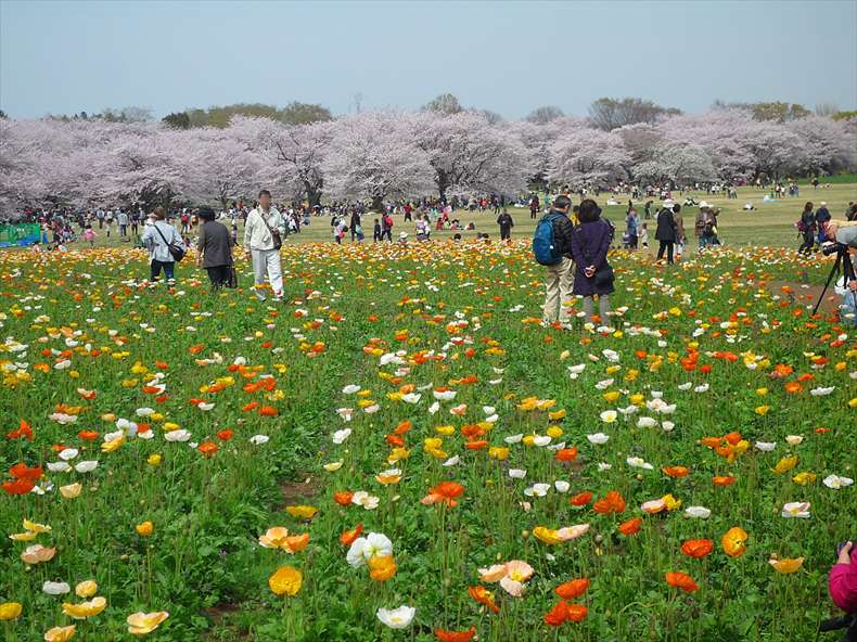 昭和記念公園「フラワーフェスティバル2023」の日程