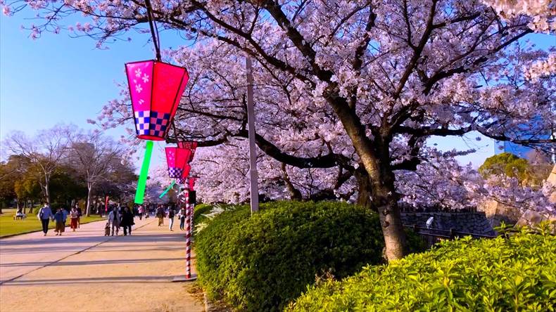 大阪城公園2023年の桜の見頃