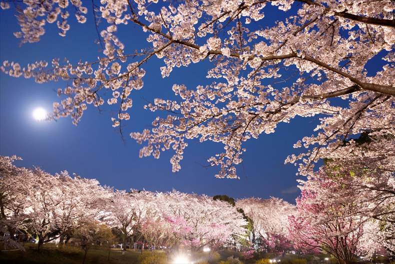 昭和記念公園の桜2023ライトアップはいつからいつまで