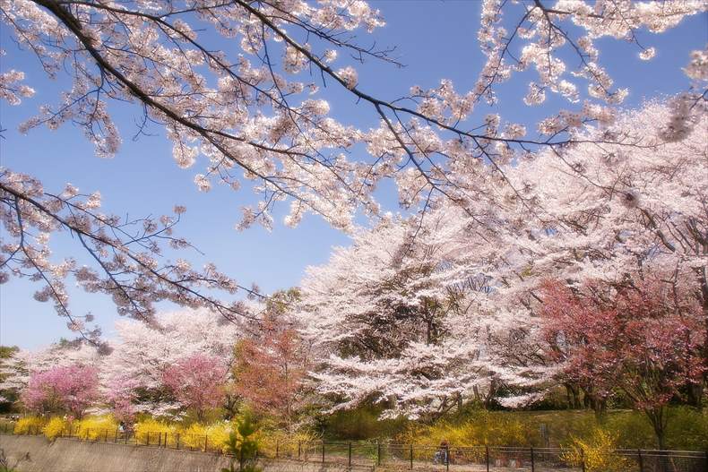 昭和記念公園の桜見頃