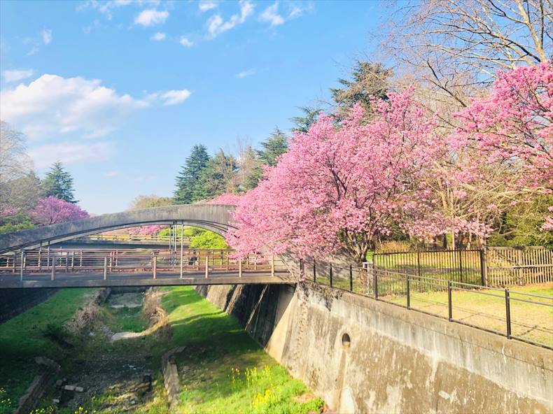 昭和記念公園の桜2023年開花予想日3月20日