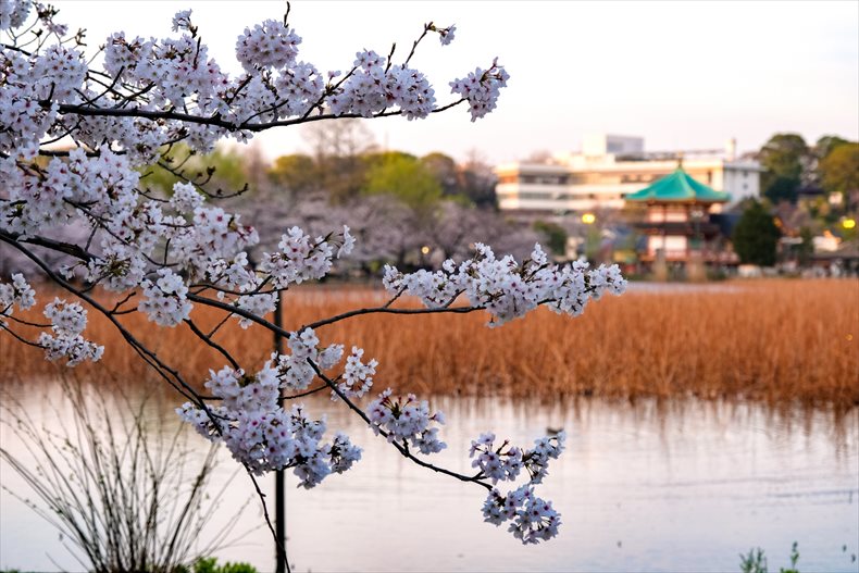 上野公園にある不忍池（しのばずいけ）は池の水面に垂れ下がる桜がインスタ映えするスポット