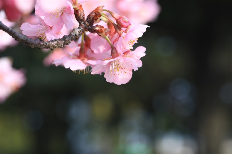 倉敷川の河津桜（千本桜）見頃と開花