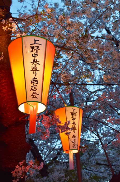 上野公園の桜2023ライトアップはいつからいつまで