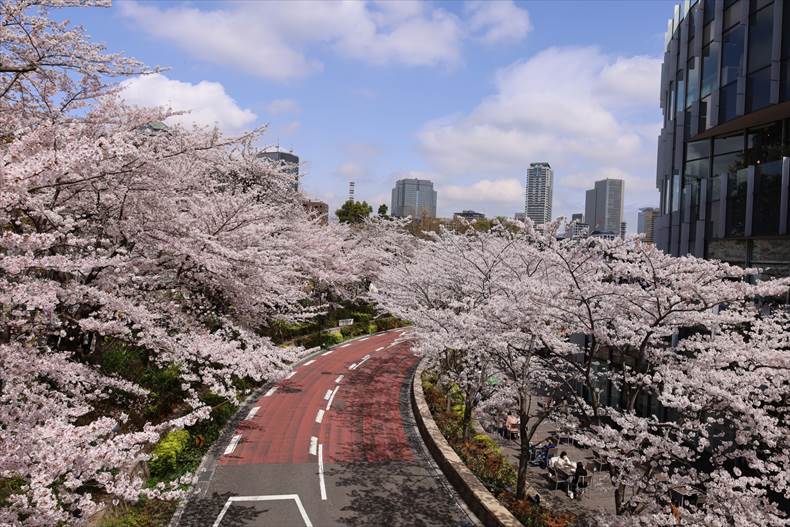 東京ミッドタウンの歩道橋は桜のフォトスポット