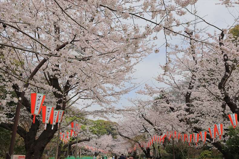 「上野公園の桜　開花状況・見頃