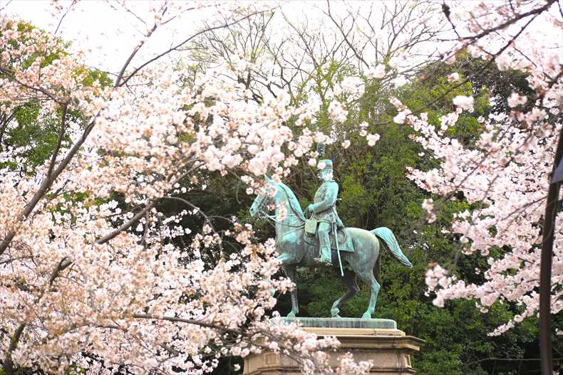 「上野公園の桜2023」開花状況・見頃と夜桜ライトアップ