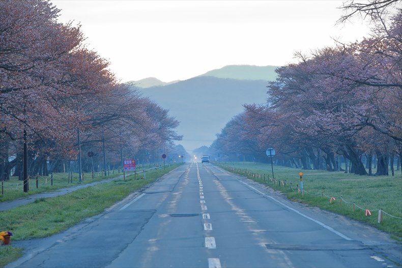 二十間道路桜並木の桜2023お花見情報