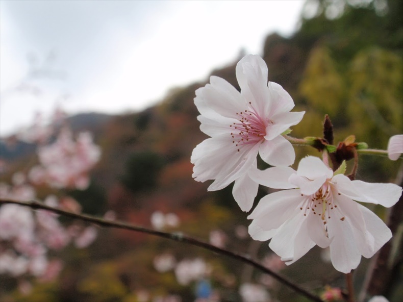 奥多摩湖の桜2023お花見情報