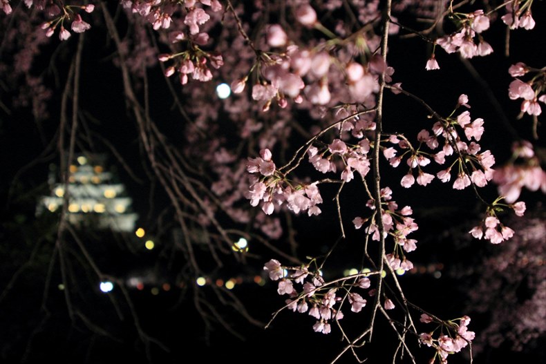 大阪城公園桜のライトアップ期間