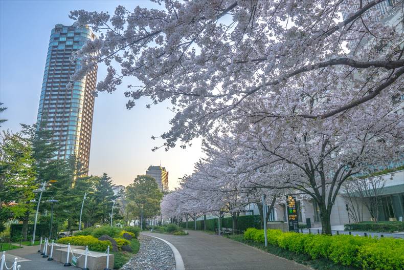 東京ミッドタウンの桜2023開花・見頃・満開はいつ