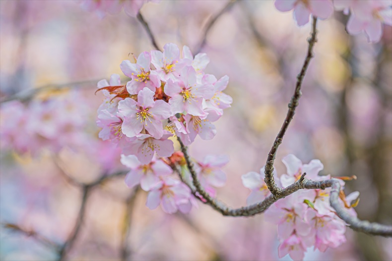 二十間道路桜並木の桜2023年の開花状況と見頃
