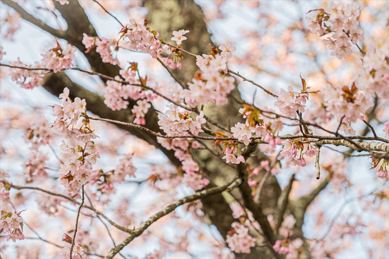 二十間道路桜並木の桜2023開花・見頃・満開はいつ