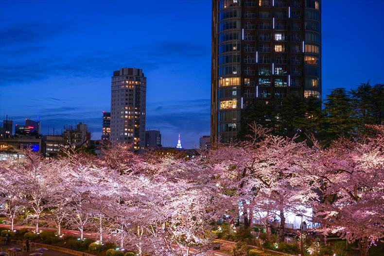 東京ミッドタウンの桜2023年ライトアップ