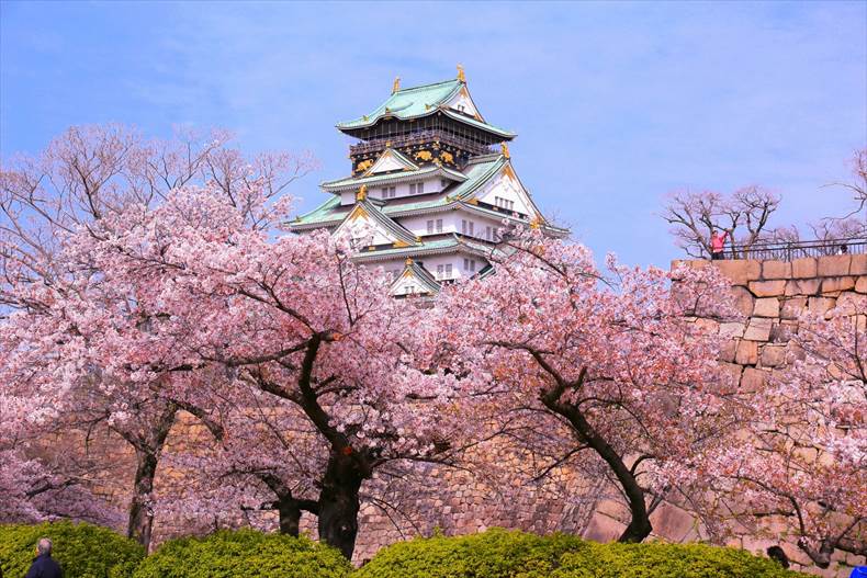 大阪城公園桜見ごろ