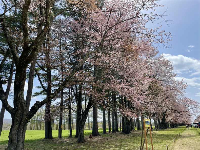二十間道路桜並木の桜の種類