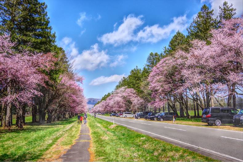 静内二十間道路桜並木の桜　開花状況と見頃