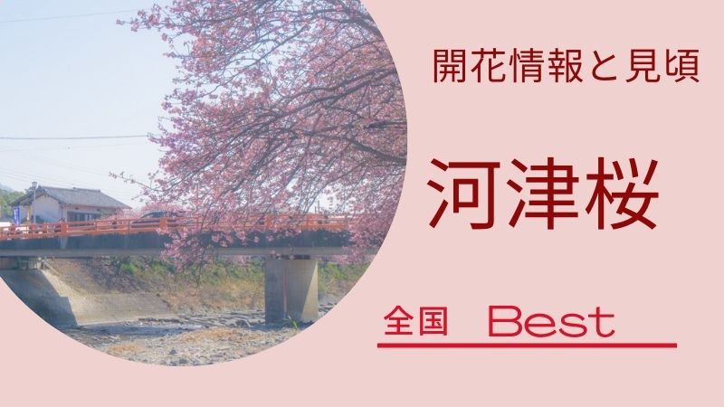 河津桜2023年開花と見頃情報アクセスと駐車場