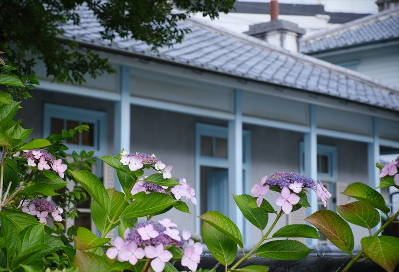紫陽花は日本原産