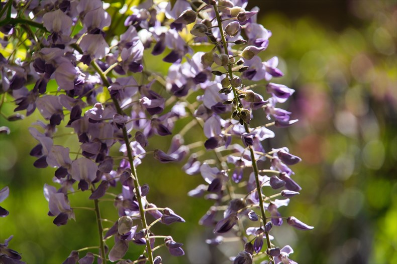 紫の藤の花言葉