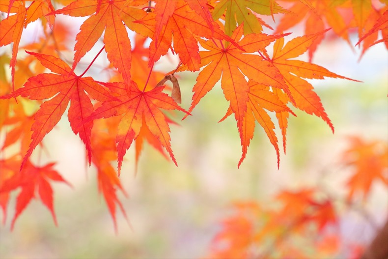 秋といえば　イメージ紅葉